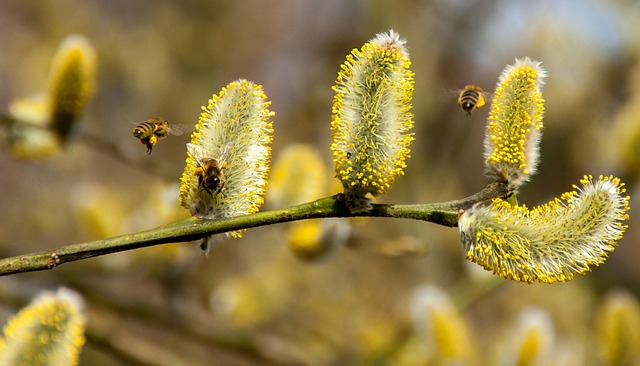 Min Krop i Centrum: Foråret står på spring